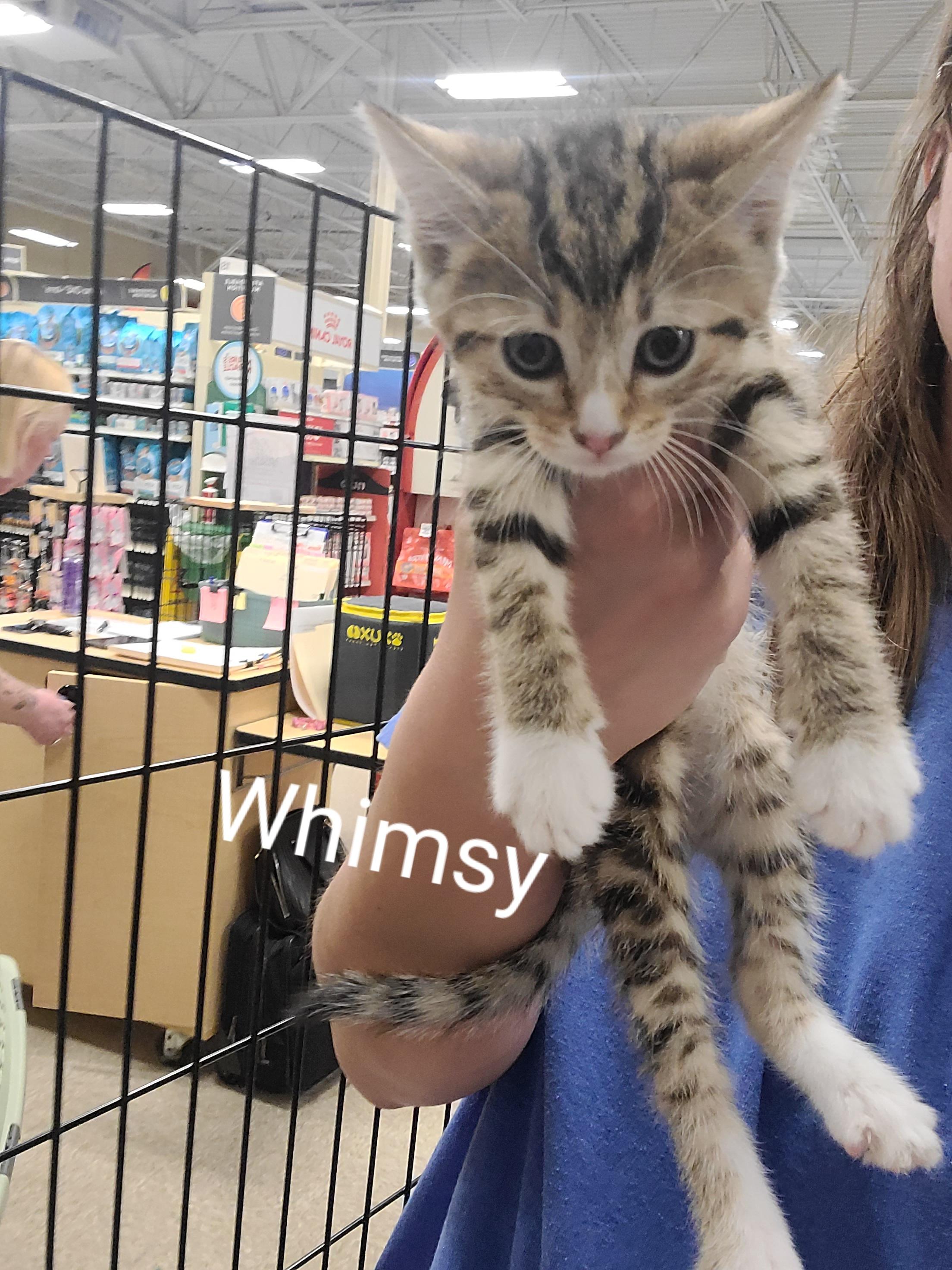 Whimsy, ADOPTABLE, Kitten Female Domestic Short Hair.