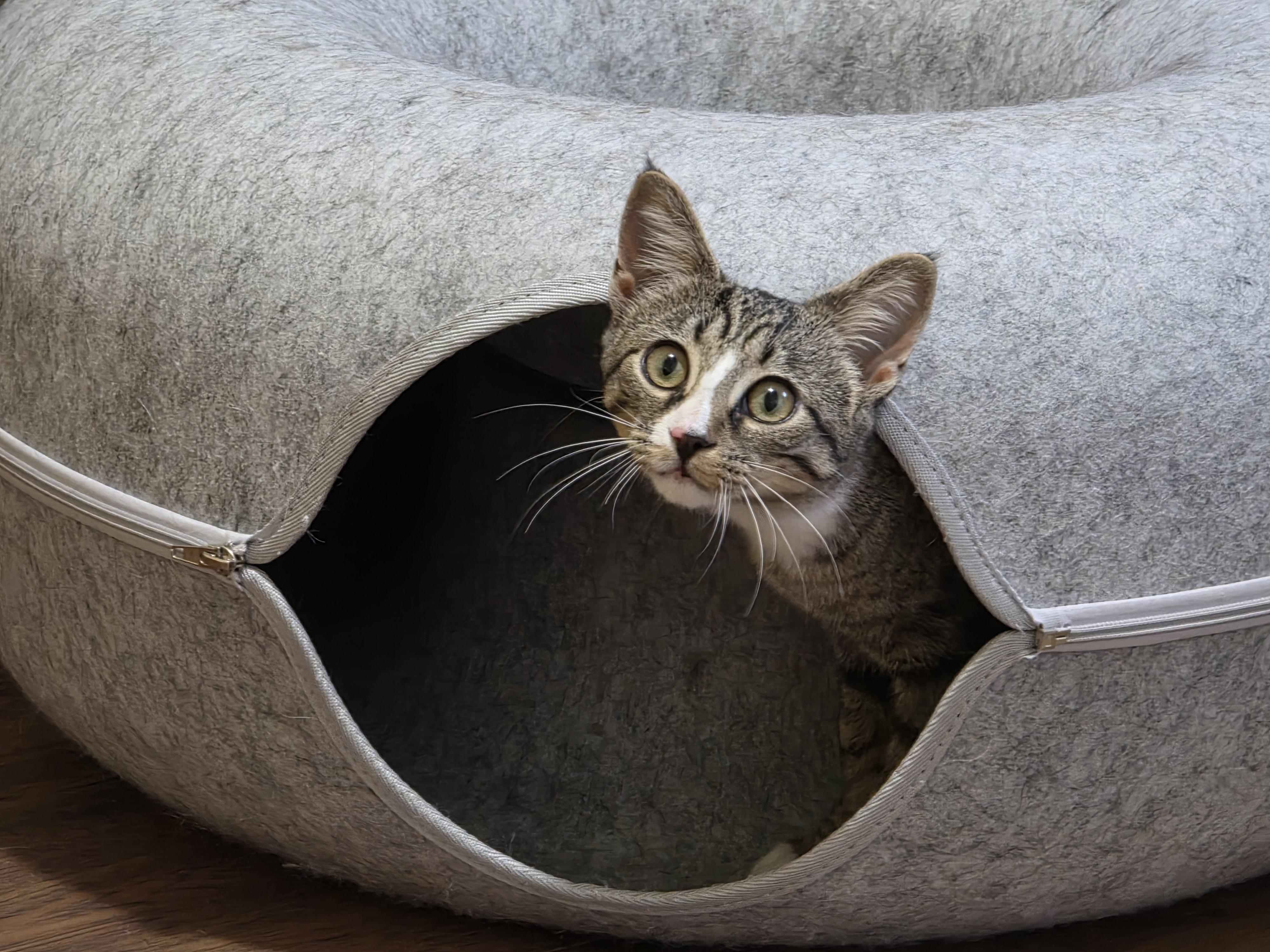 Hamburger, a Adoptable Domestic Short Hair in Southbridge , MA image 2/6