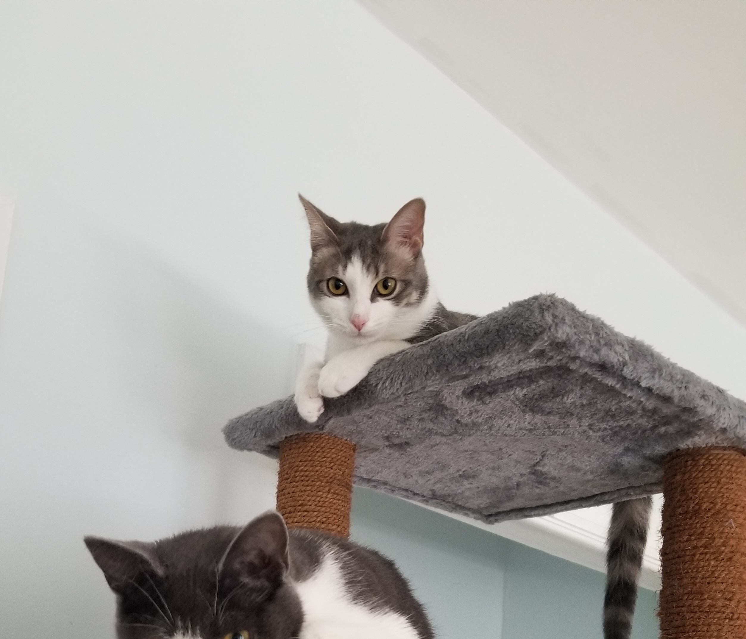 Enlarge Reebok, a Adoptable Domestic Short Hair in Bel Air, MD image 3/6