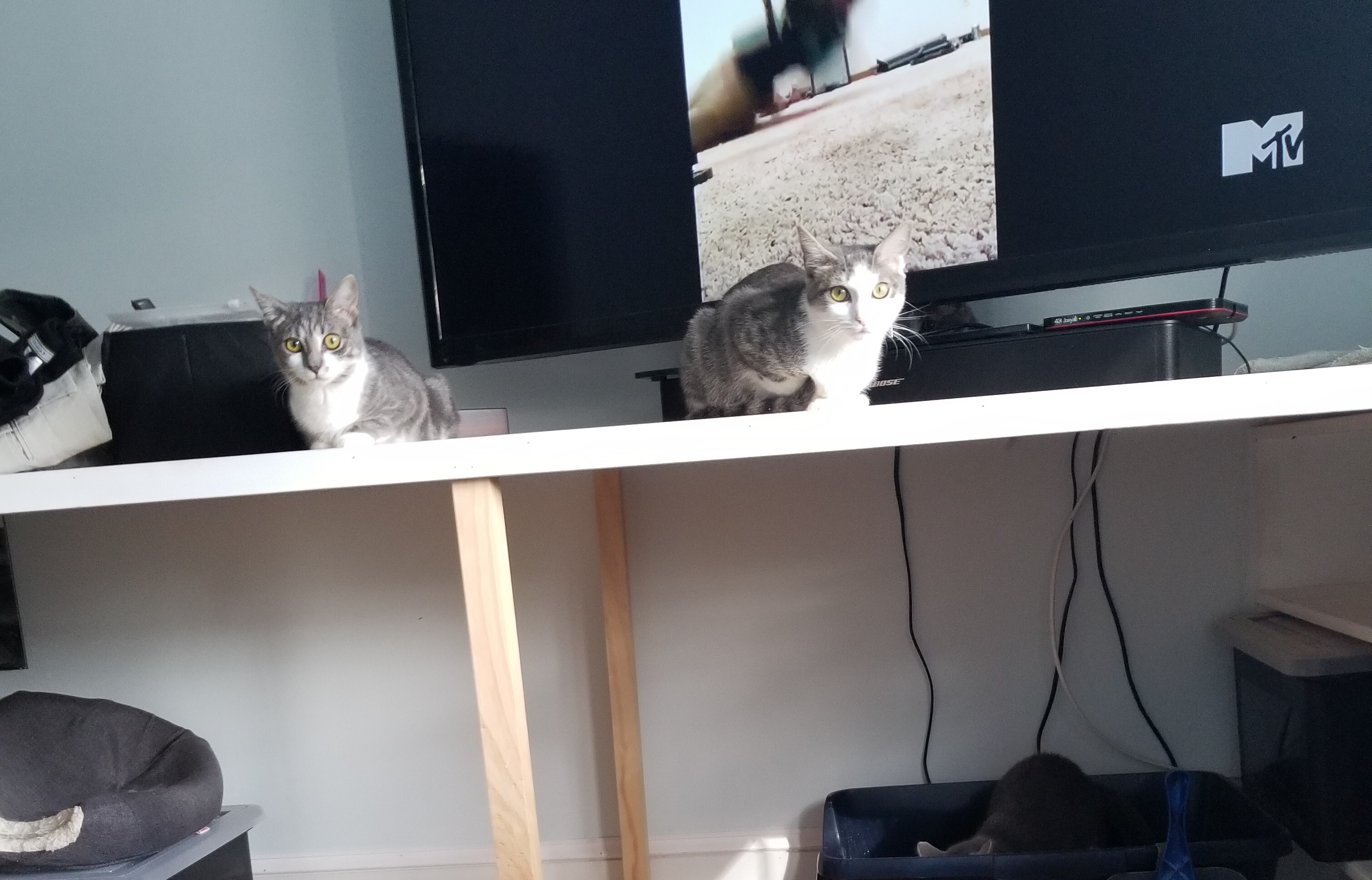 Enlarge Reebok, a Adoptable Domestic Short Hair in Bel Air, MD image 4/6