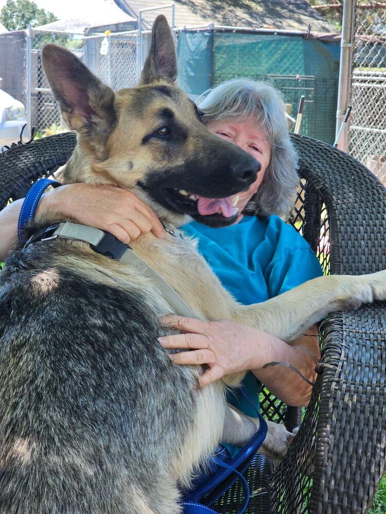 Jerry Lee, Adoptable, Young Male German Shepherd Dog.