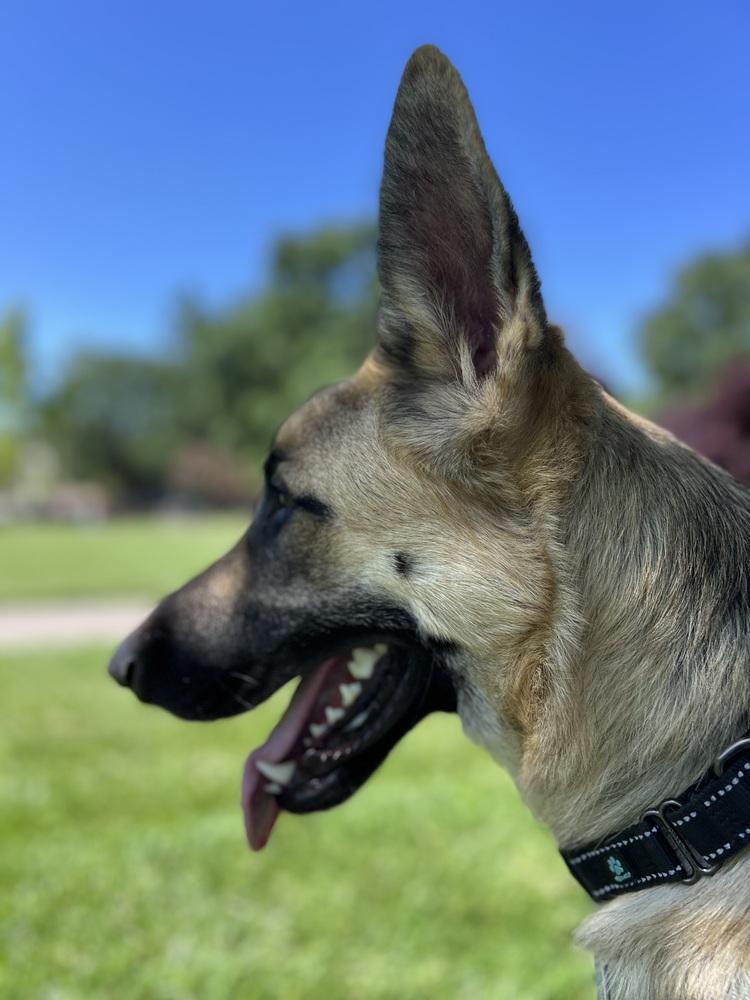 Jerry Lee, a Adoptable German Shepherd Dog in Fulton, CA image 2/5