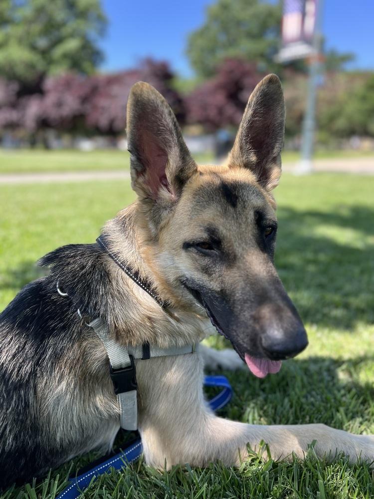 Jerry Lee, a Adoptable German Shepherd Dog in Fulton, CA image 3/5