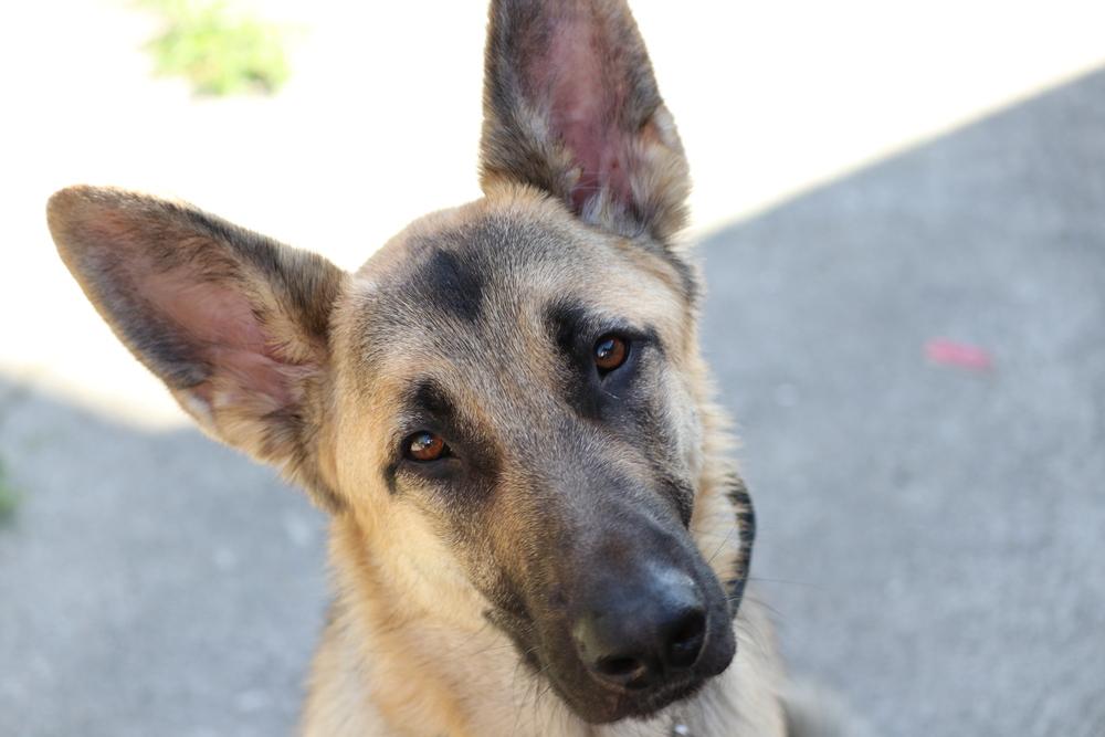 Jerry Lee, a Adoptable German Shepherd Dog in Fulton, CA image 4/5