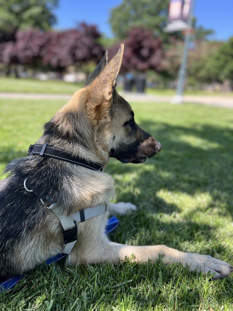 Jerry Lee, a Adoptable German Shepherd Dog in Fulton, CA image 5/5
