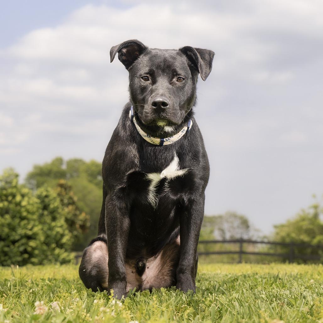 Haberdasher, Adoptable, Young Male Mixed Breed.