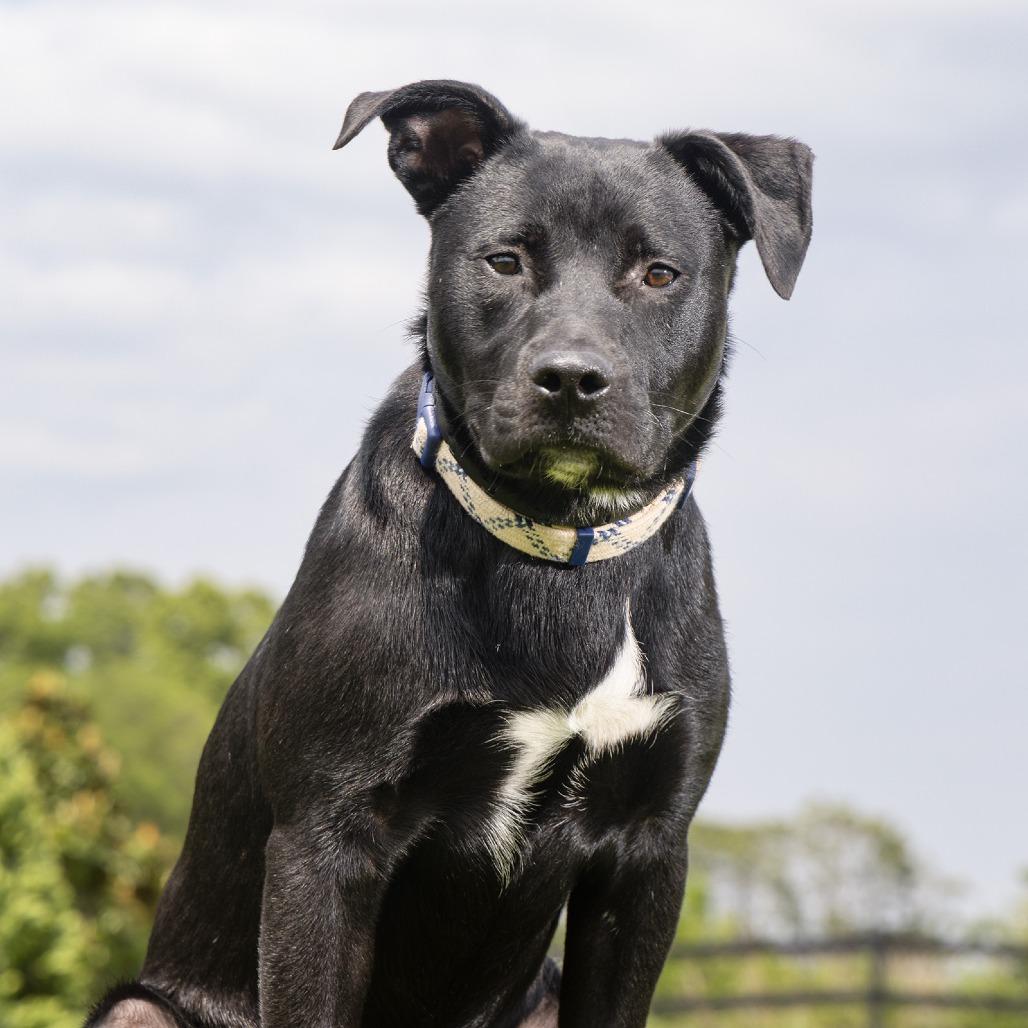 Enlarge Haberdasher, a Adoptable Mixed Breed in Franklin, TN image 2/3