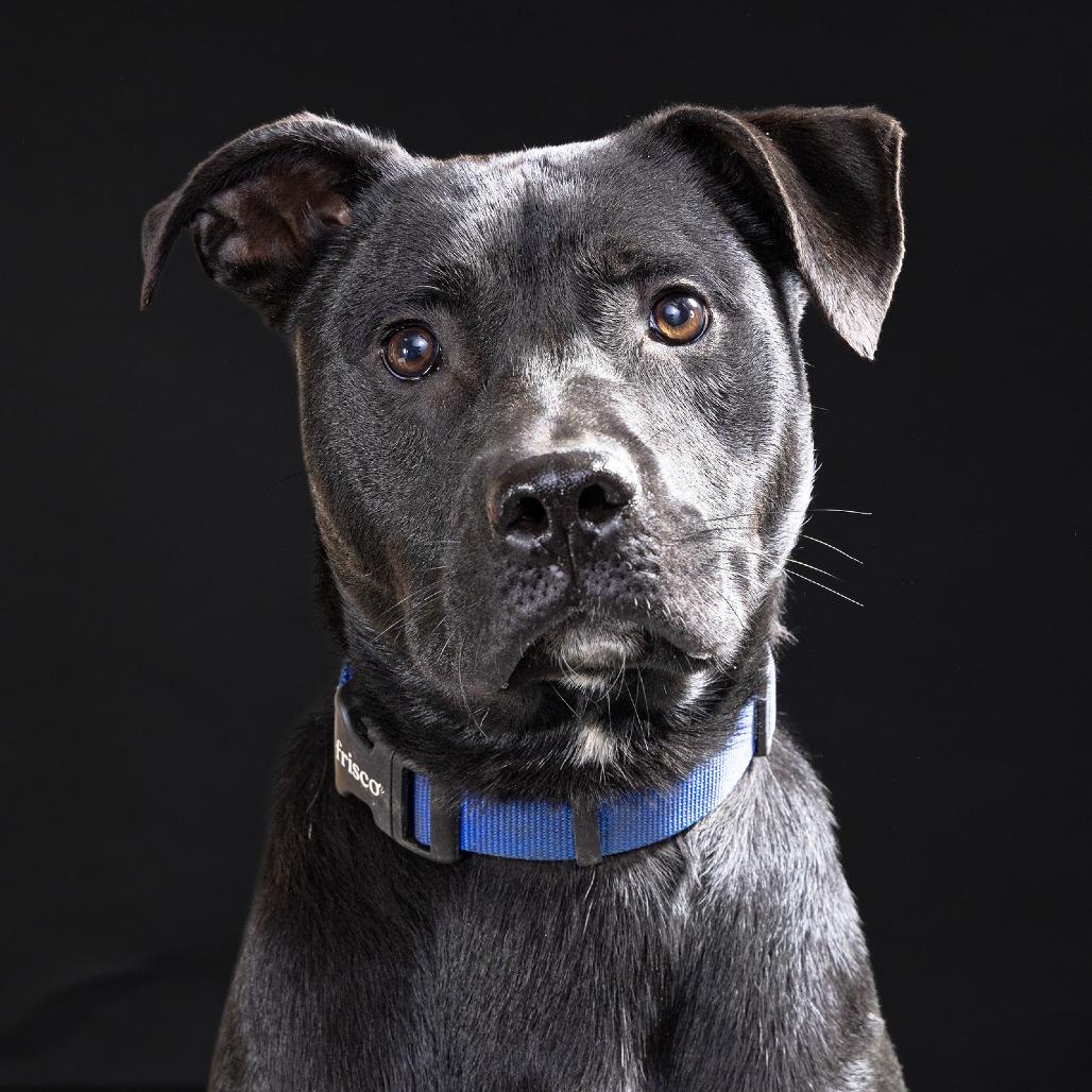 Enlarge Haberdasher, a Adoptable Mixed Breed in Franklin, TN image 3/3