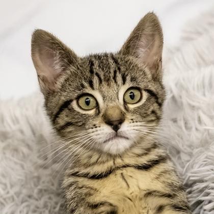 Enlarge Chiad, a Adoptable mixed breed in Camano Island, WA image 1/1