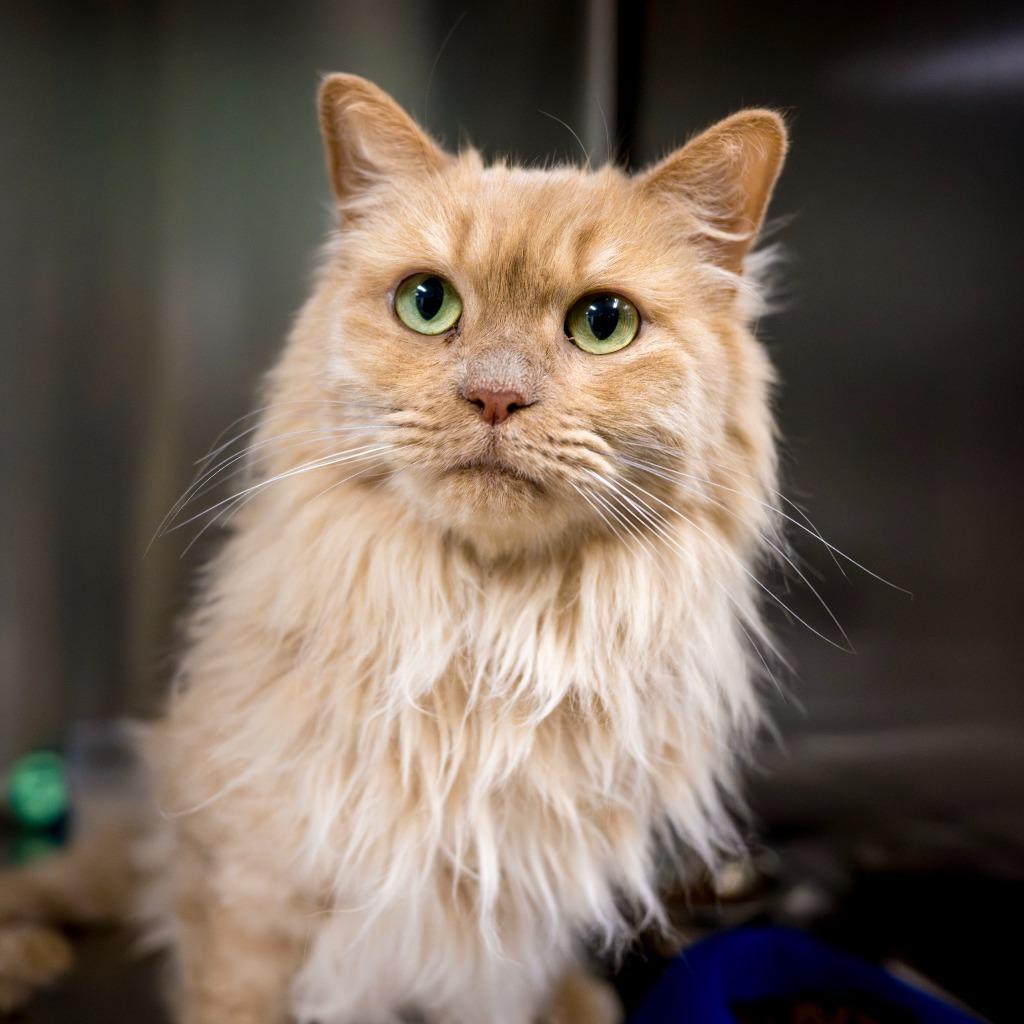 MARLENE, Adoptable, Adult Female Domestic Long Hair & Maine Coon.