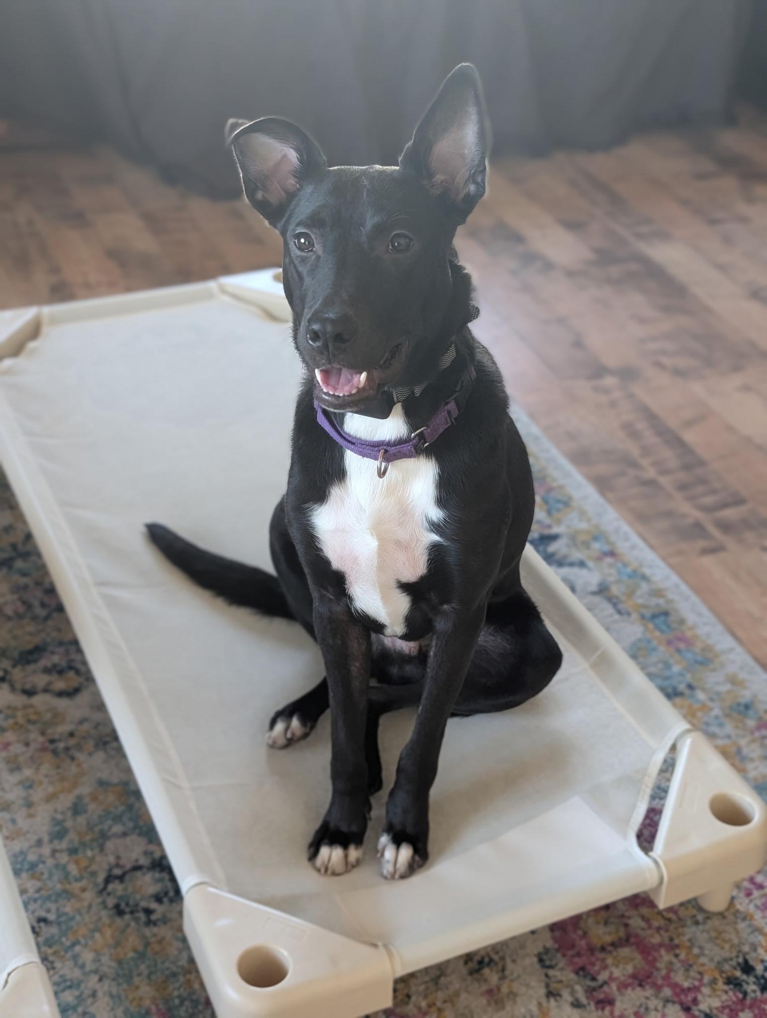 Enlarge JOEY, a Adopted mixed breed in Wilmington, NC image 1/6