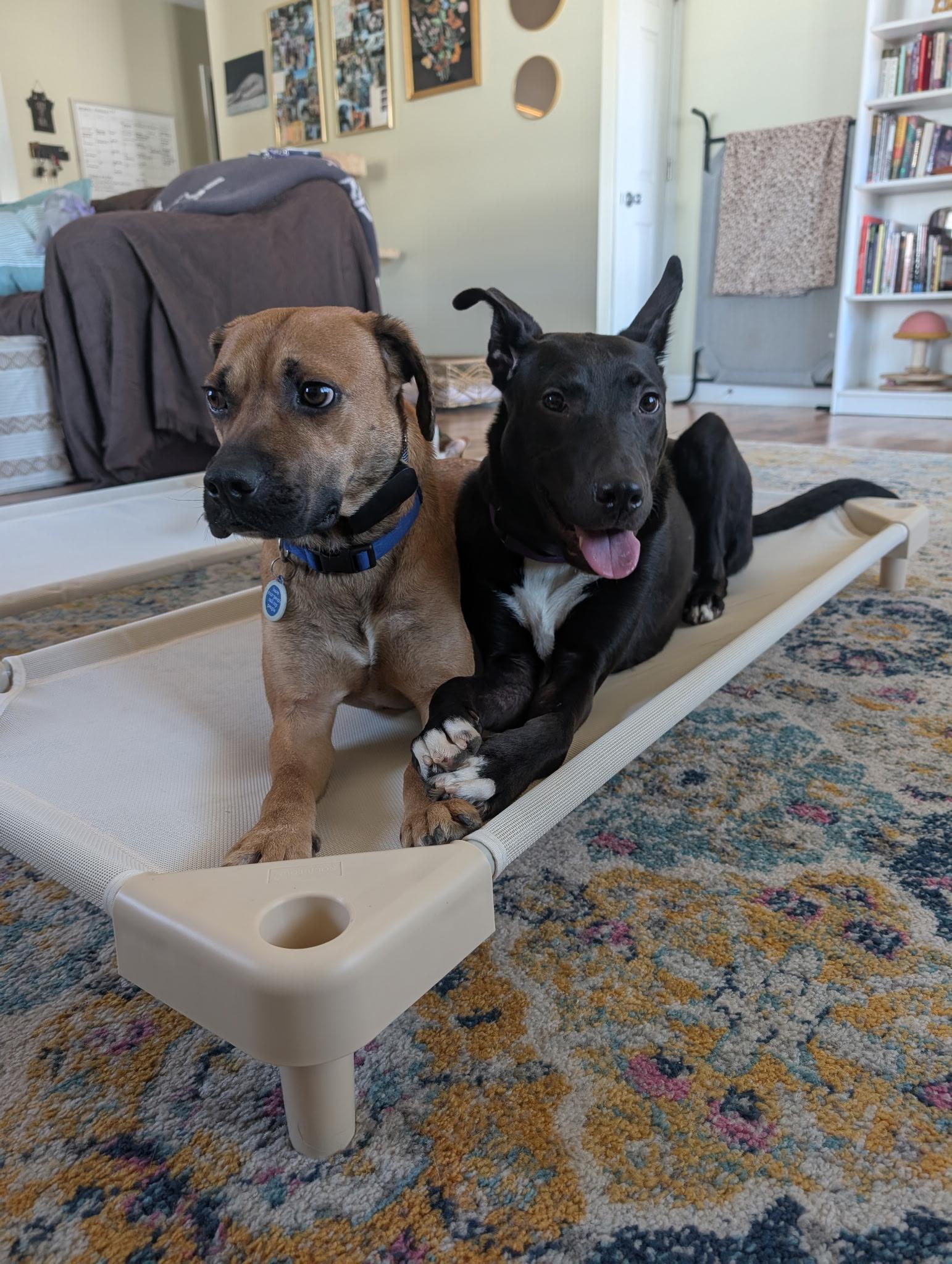 Enlarge JOEY, a Adopted mixed breed in Wilmington, NC image 2/6