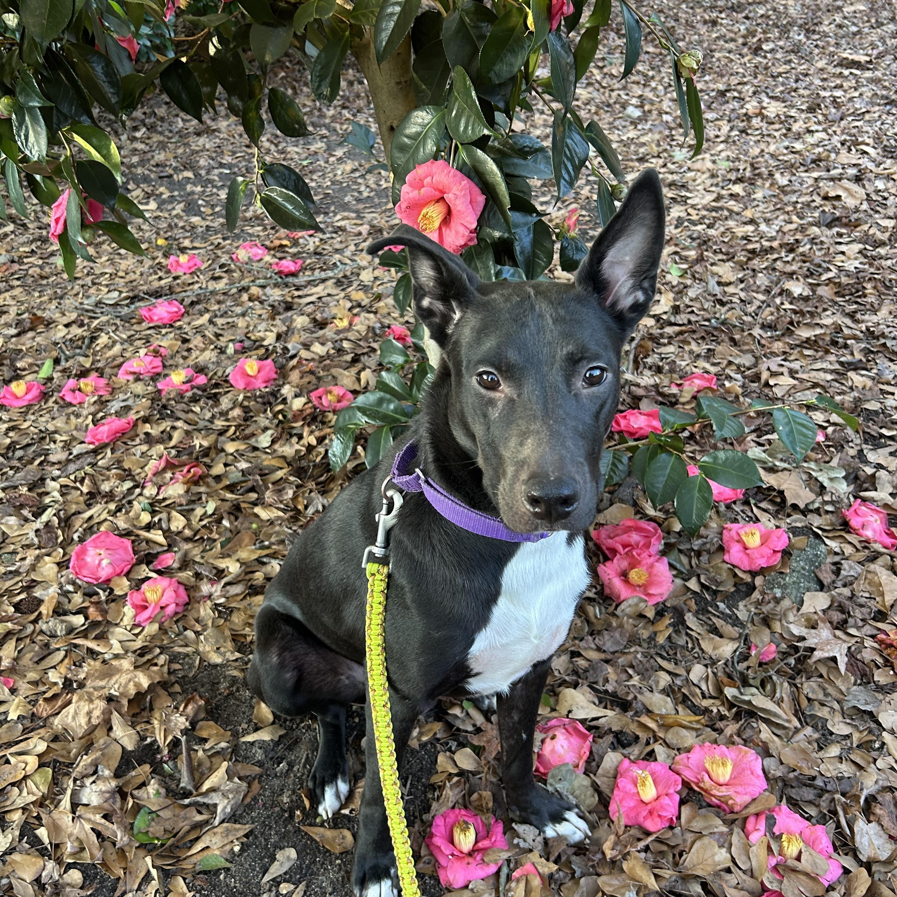 Enlarge JOEY, a Adopted mixed breed in Wilmington, NC image 4/6