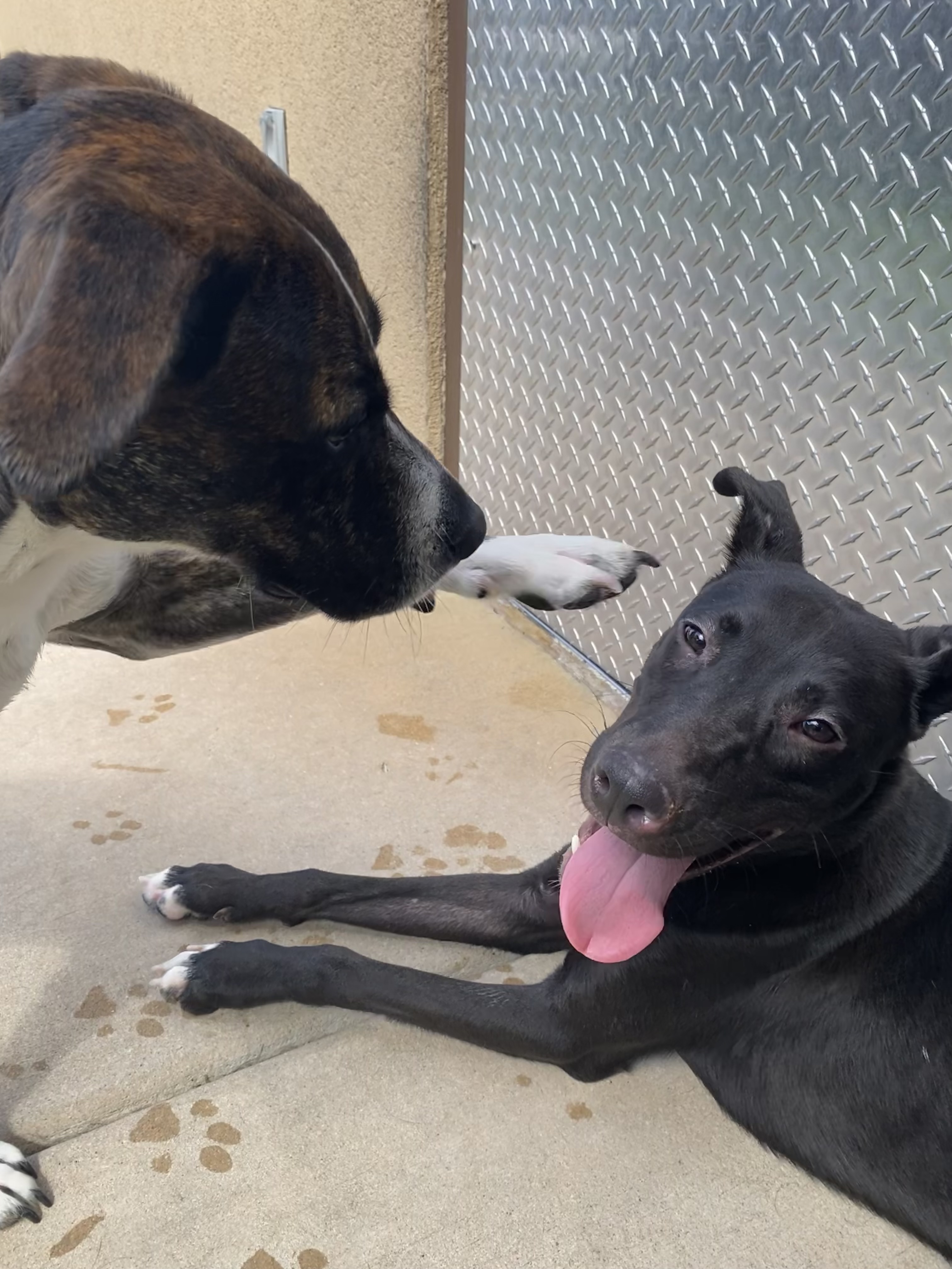 Enlarge JOEY, a Adopted mixed breed in Wilmington, NC image 6/6
