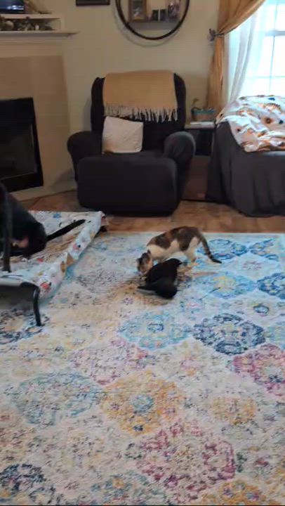 Enlarge JOEY, a Adopted mixed breed in Wilmington, NC video 5/6