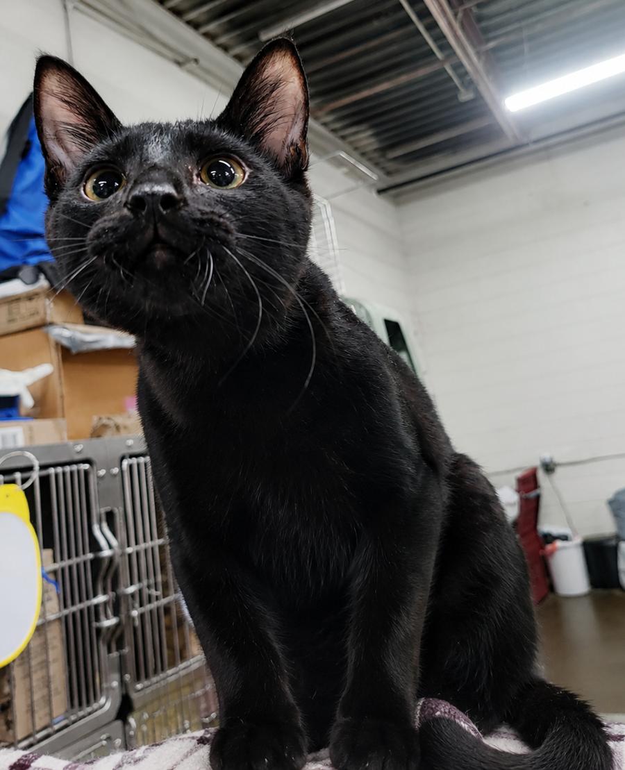 Enlarge Kitten Oakley, a Adoptable Domestic Short Hair in Cuyahoga Falls, OH image 1/3
