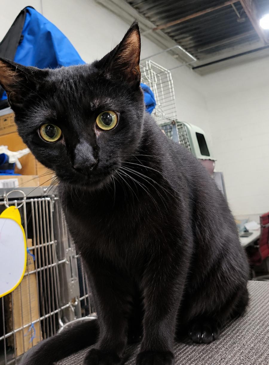 Enlarge Kitten Oakley, a Adoptable Domestic Short Hair in Cuyahoga Falls, OH image 2/3
