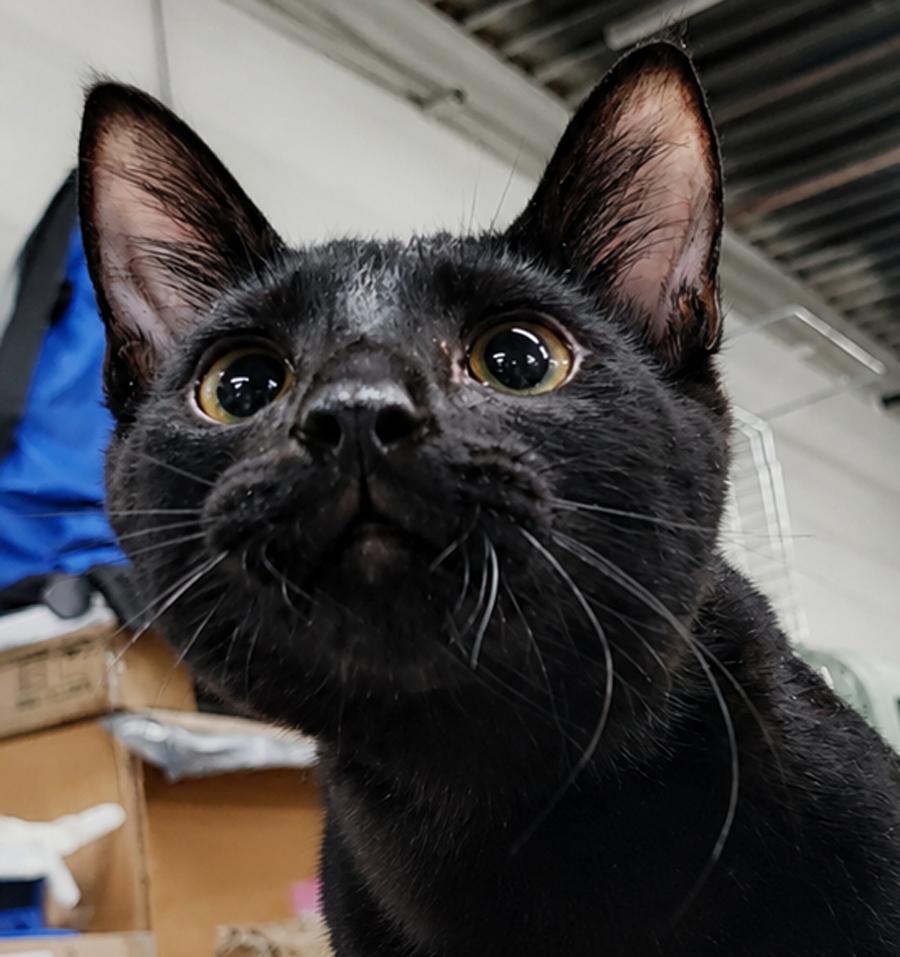 Enlarge Kitten Oakley, a Adoptable Domestic Short Hair in Cuyahoga Falls, OH image 3/3