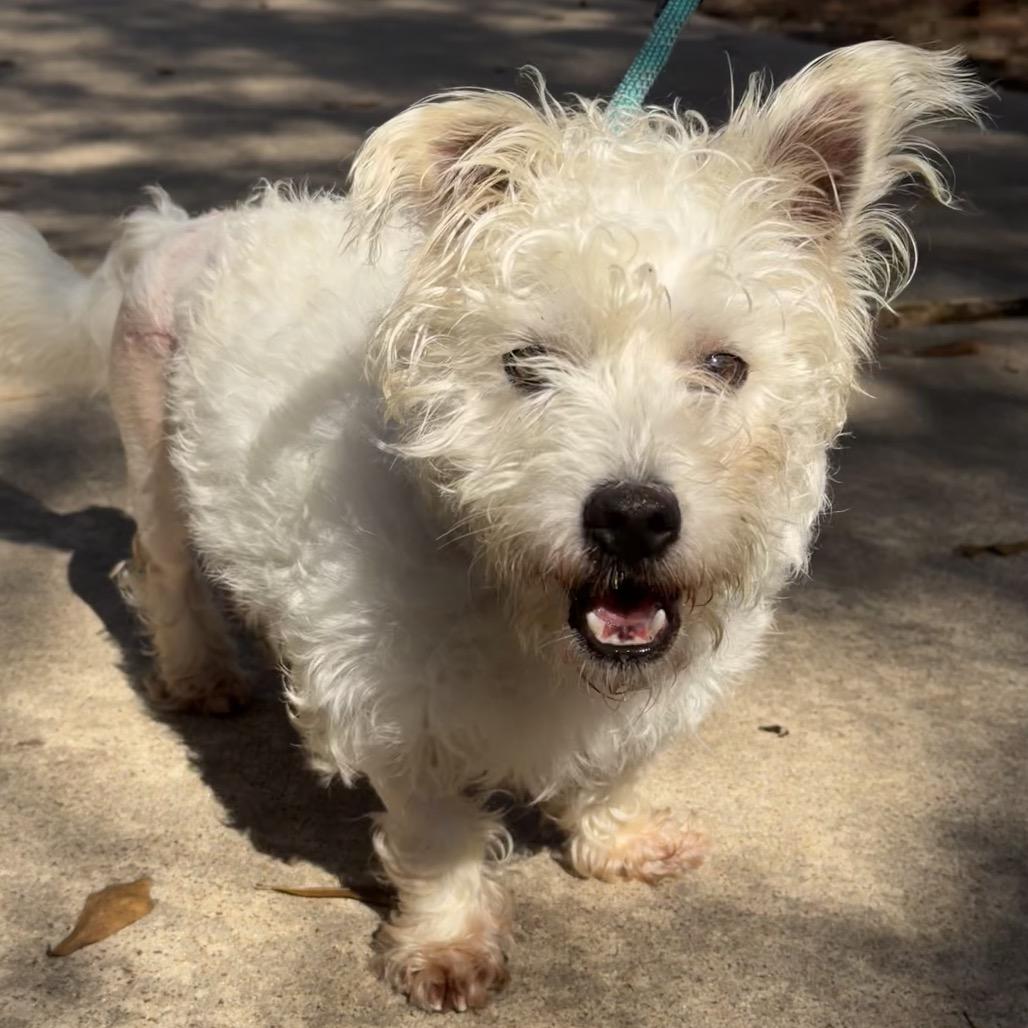 Leo, a ADOPTABLE mixed breed in Spring, TX image 1/3