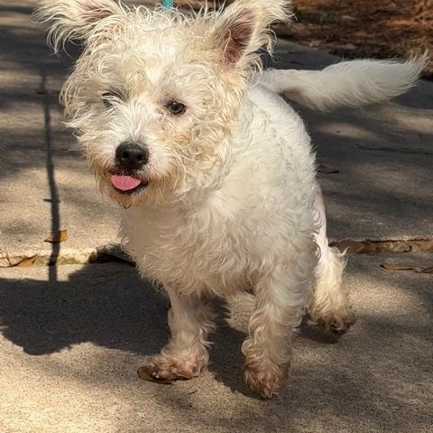 Leo, a ADOPTABLE mixed breed in Spring, TX image 2/3