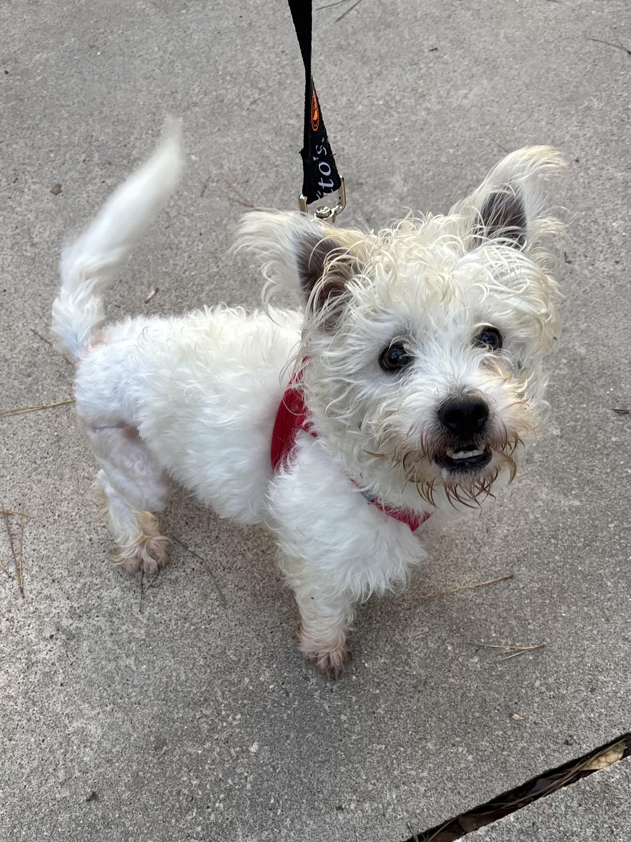 Leo, ADOPTABLE, Young Male West Highland White Terrier / Westie & Miniature Poodle.