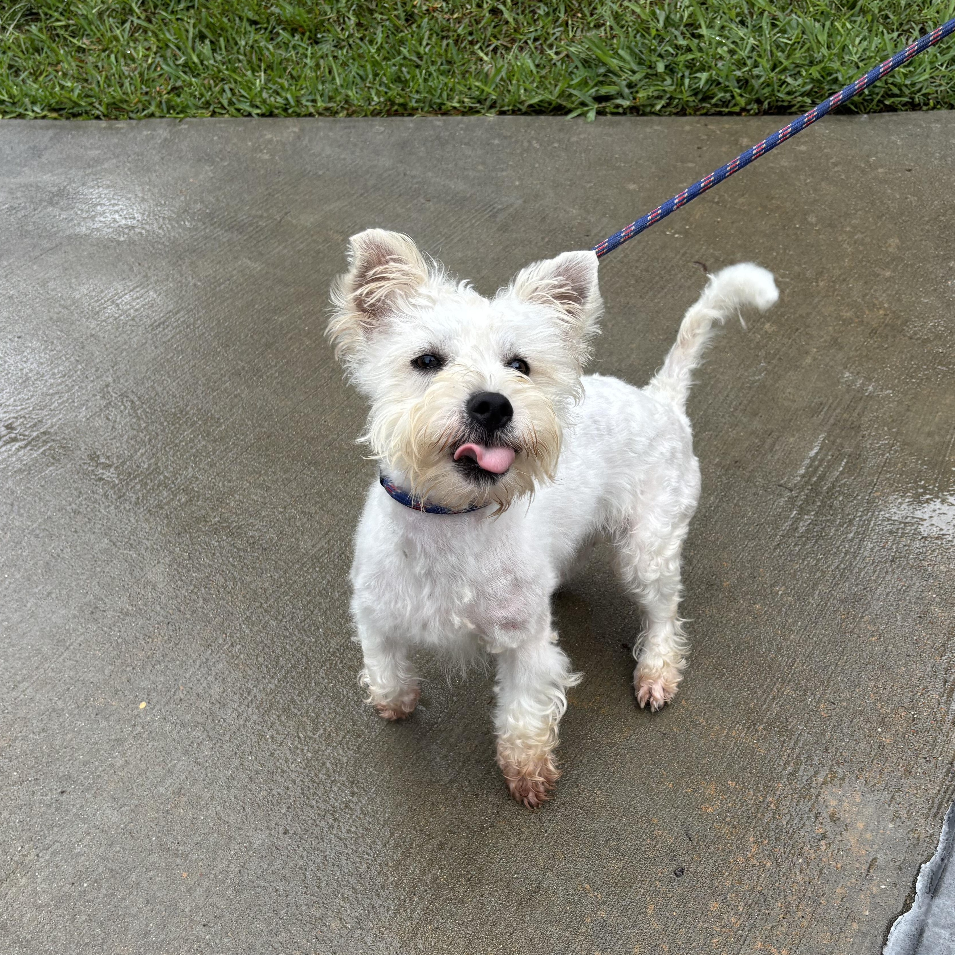 Leo, ADOPTABLE, Young Male West Highland White Terrier / Westie.