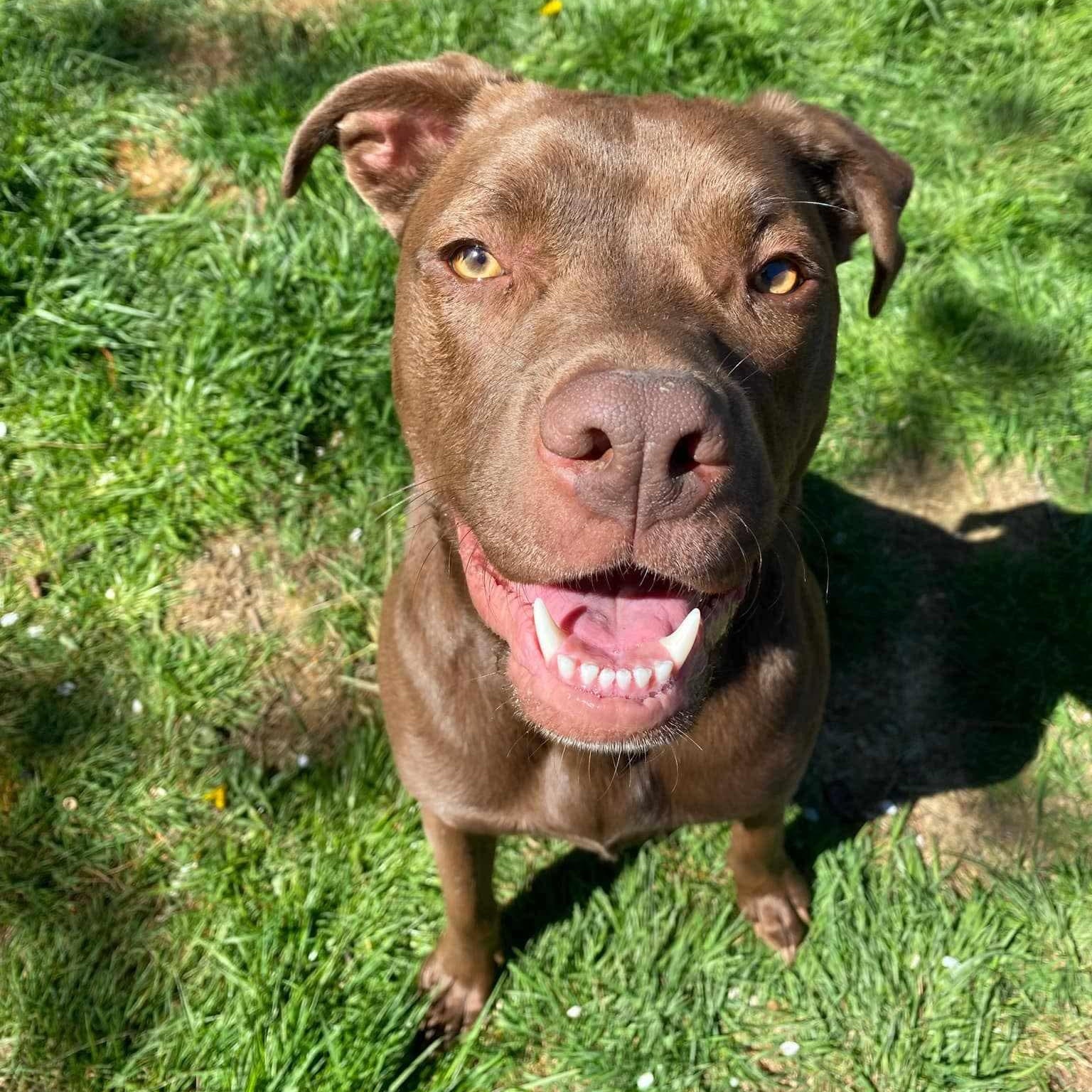 Enlarge Molly, a Adoptable mixed breed in Fort Worth, TX image 3/6