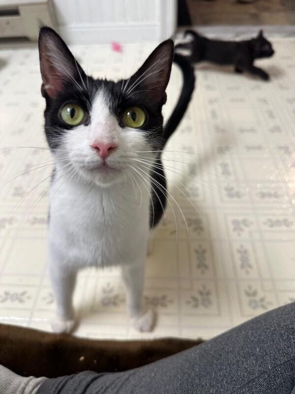 Princess, Adoptable, Young Female Domestic Short Hair.