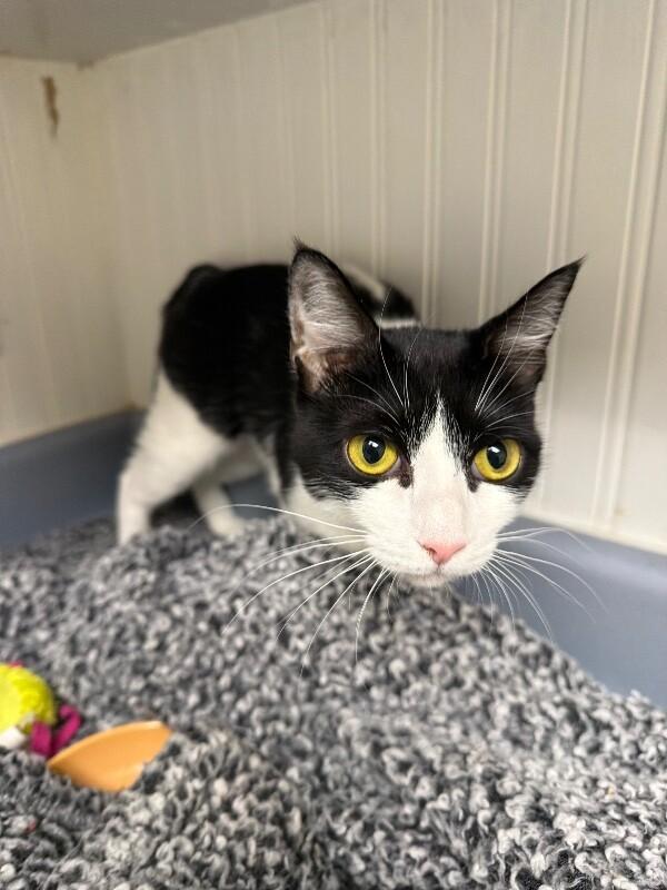 Enlarge Princess, a Adoptable Domestic Short Hair in Colmar, PA image 2/6