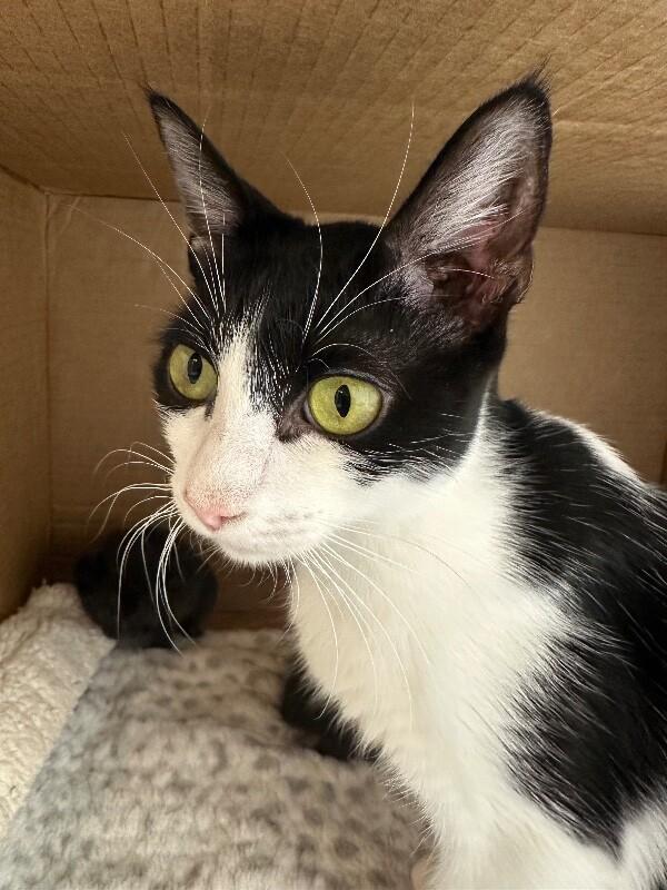 Enlarge Princess, a Adoptable Domestic Short Hair in Colmar, PA image 3/6
