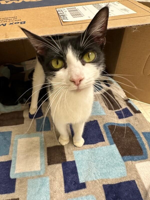 Enlarge Princess, a Adoptable Domestic Short Hair in Colmar, PA image 4/6