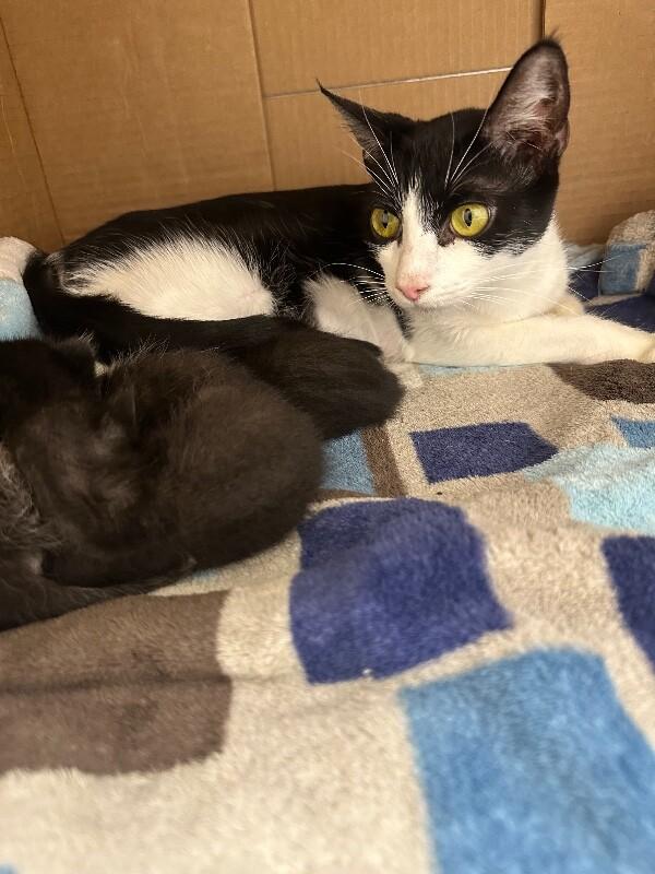 Enlarge Princess, a Adoptable Domestic Short Hair in Colmar, PA image 5/6