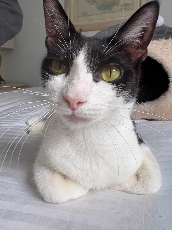 Enlarge Princess, a Adoptable Domestic Short Hair in Colmar, PA image 6/6