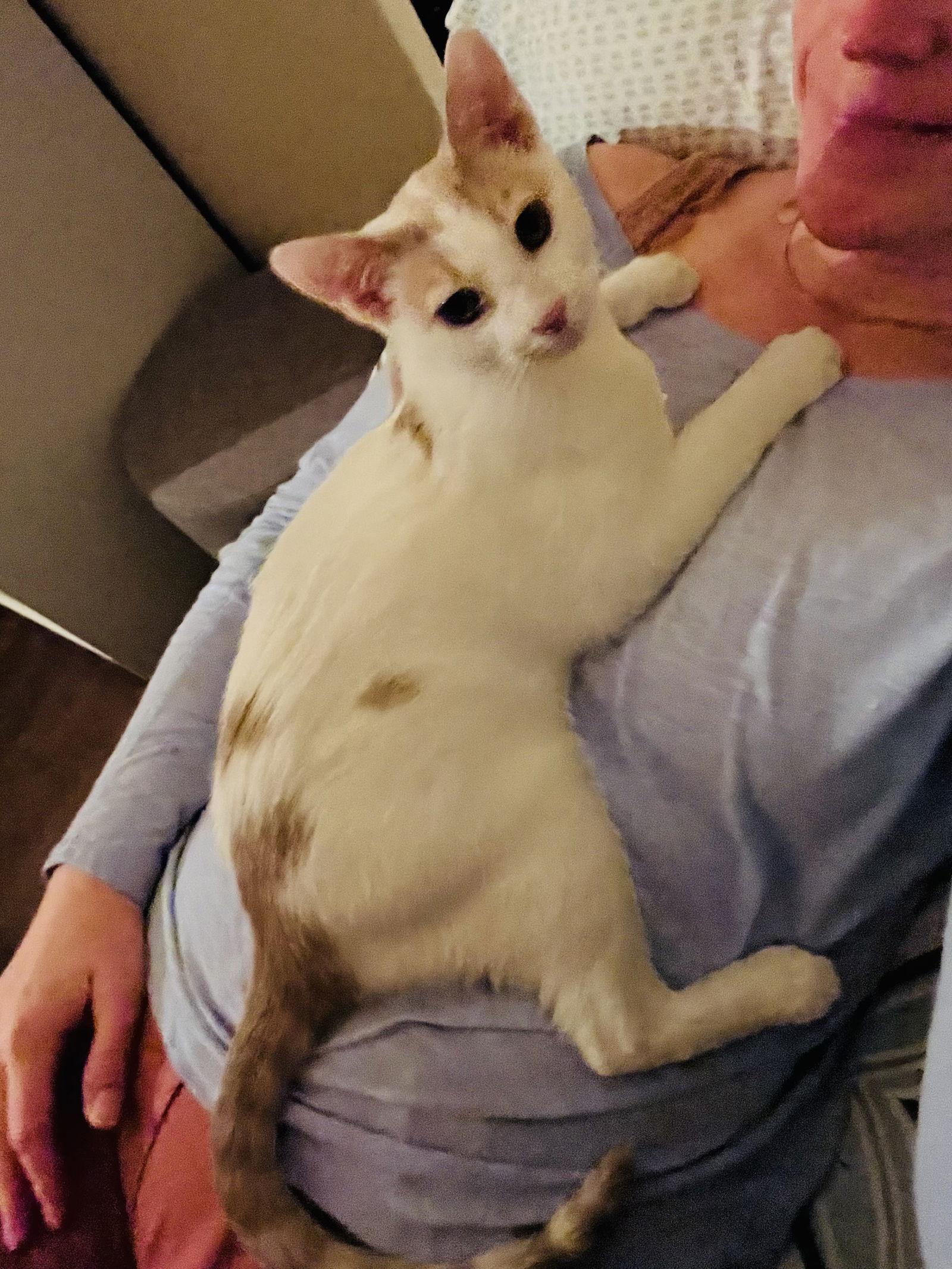 Theo, a Adopted mixed breed in Walnut Creek, CA image 1/3