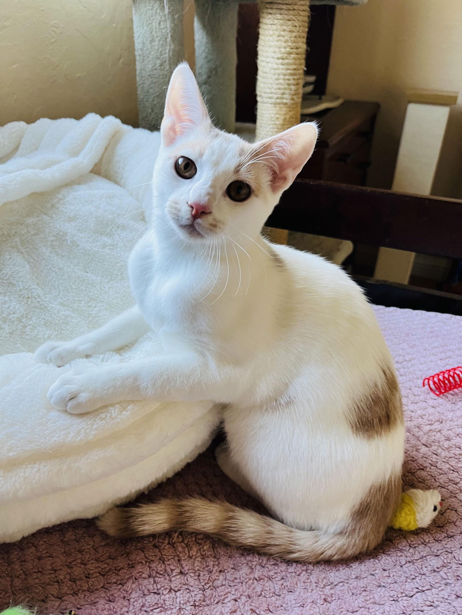 Theo, a Adopted mixed breed in Walnut Creek, CA image 2/3