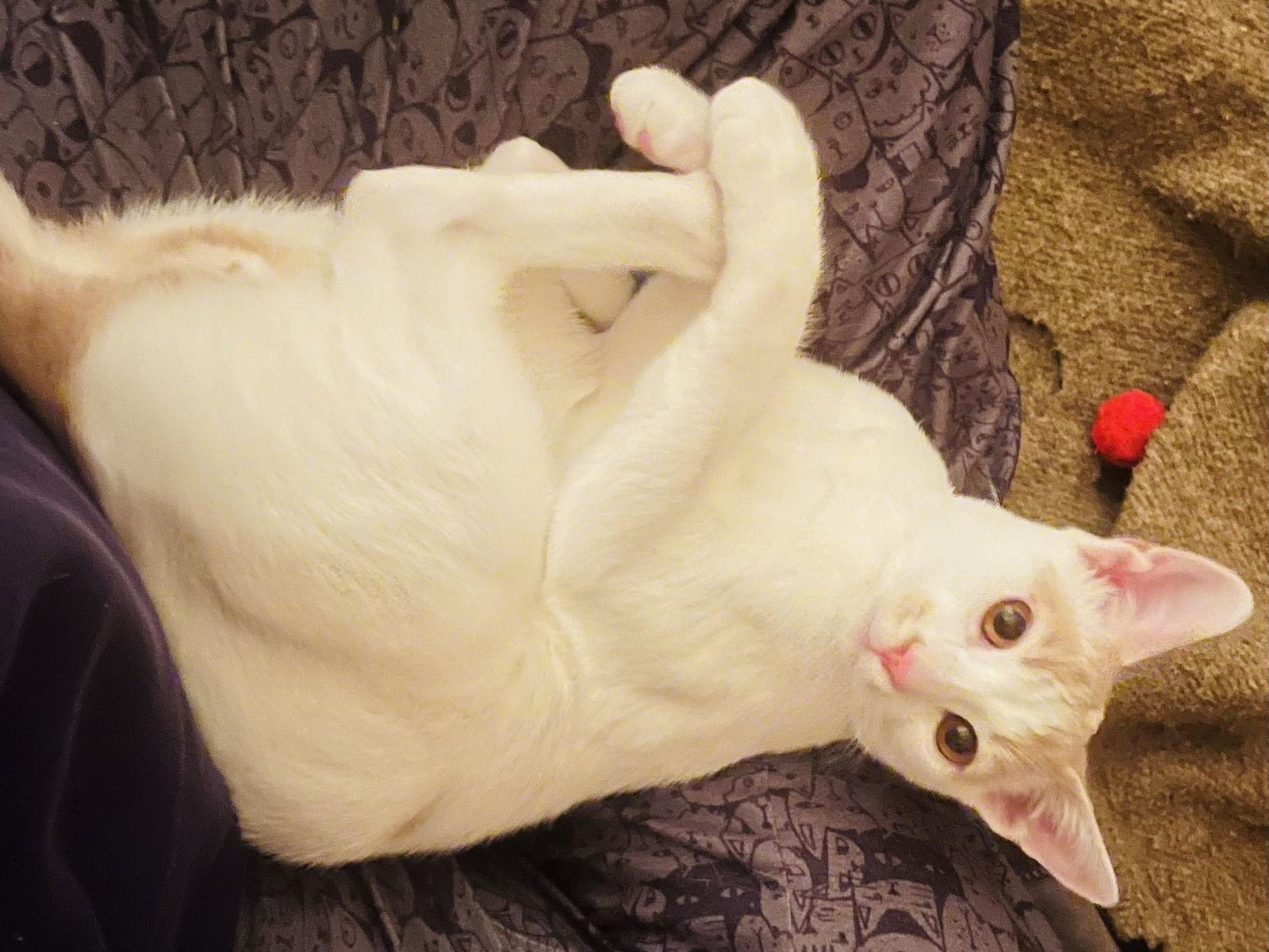 Theo, a Adopted mixed breed in Walnut Creek, CA image 3/3