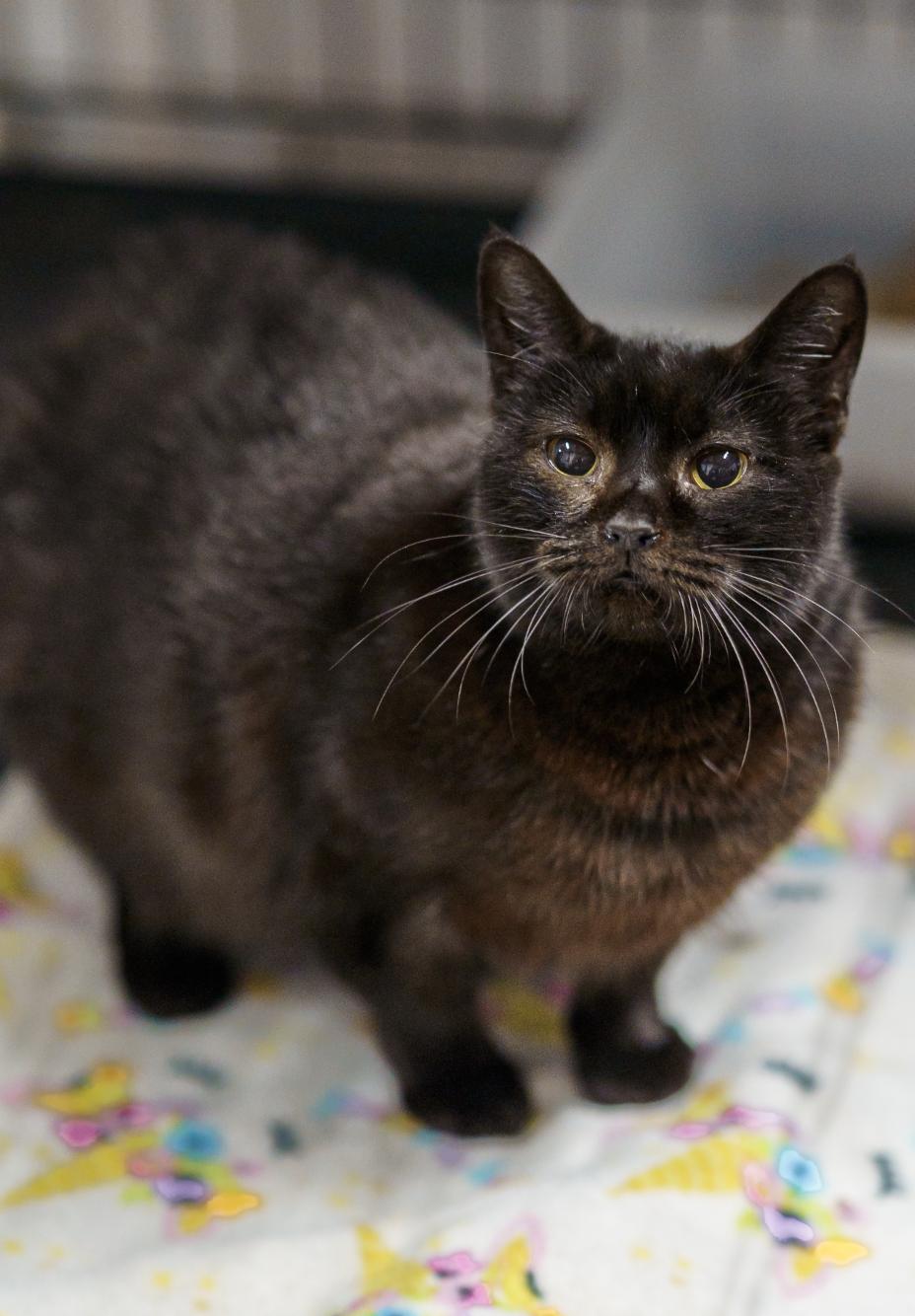 Stella!, Adoptable, Adult Female Bombay.