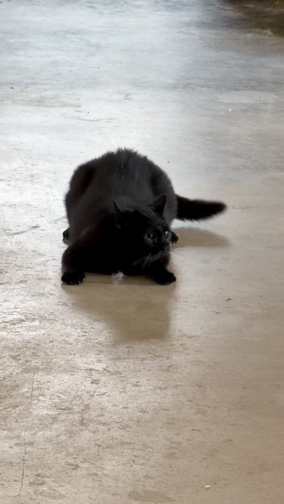 Enlarge Stella!, a Adoptable Bombay in Marble Falls, TX video 3/5