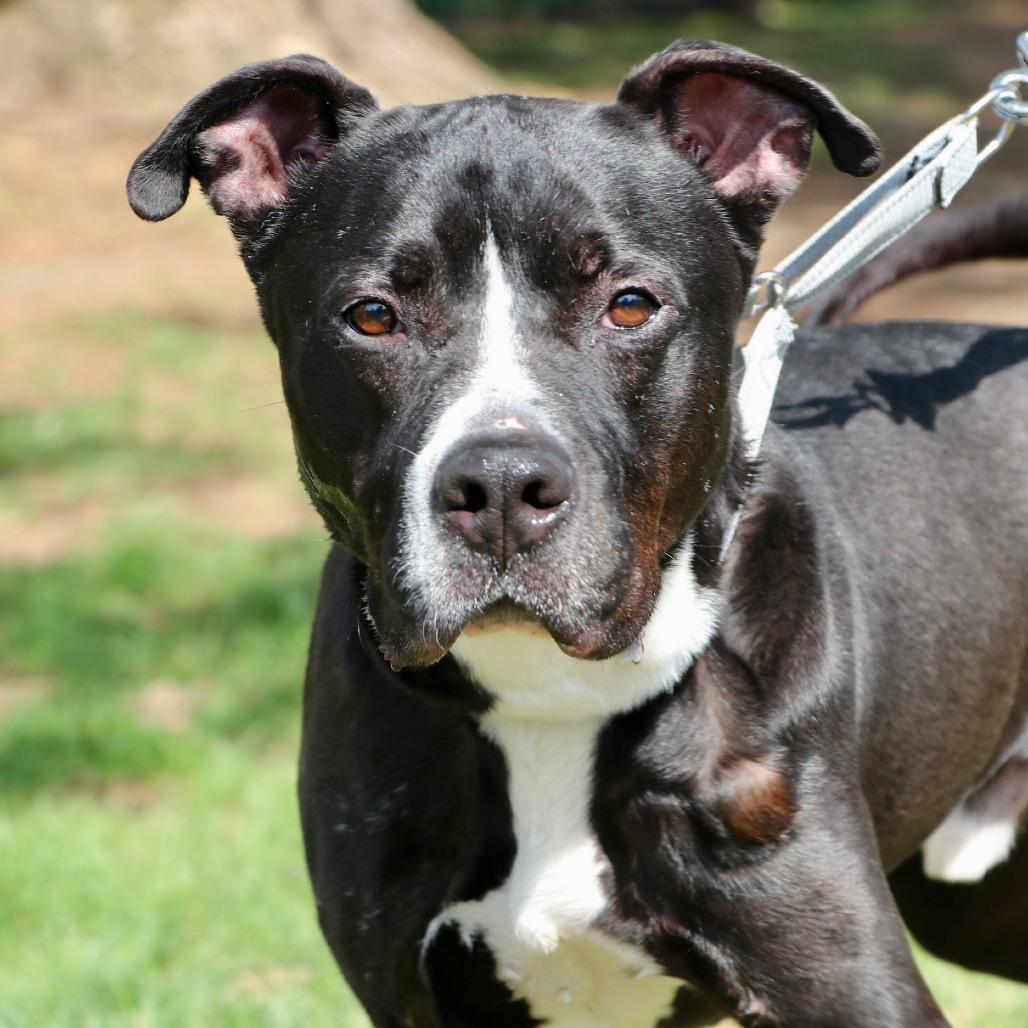 Ace, Adoptable, Adult Male Mixed Breed.