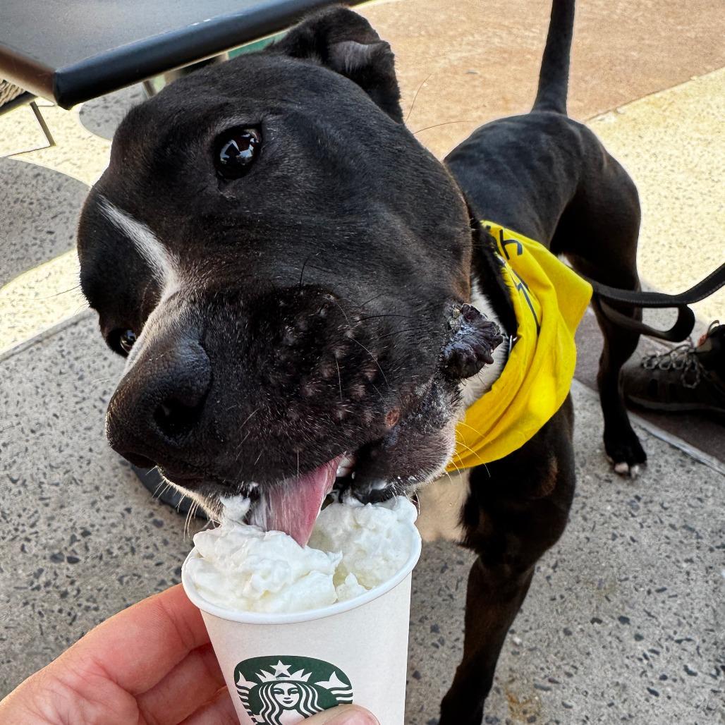 Enlarge Ace, a Adoptable Mixed Breed in Allentown, PA image 2/5
