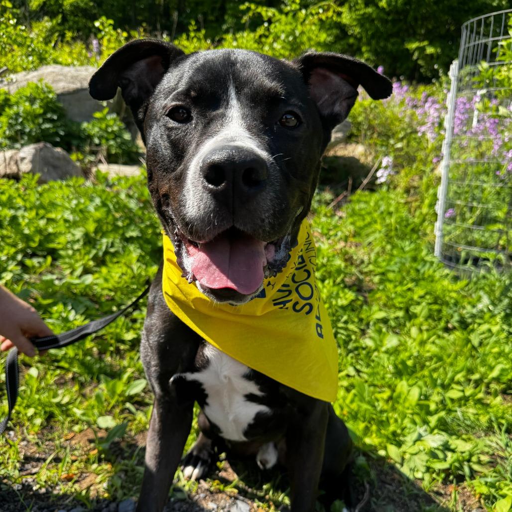 Enlarge Ace, a Adoptable Mixed Breed in Allentown, PA image 3/5