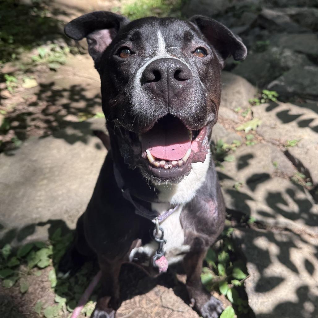 Enlarge Ace, a Adoptable Mixed Breed in Allentown, PA image 4/5