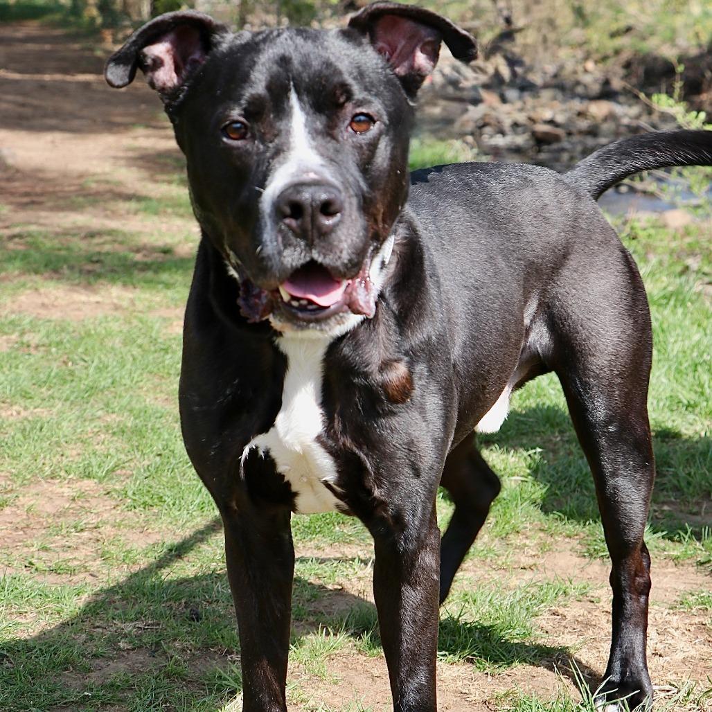Ace, a Adoptable Mixed Breed in Allentown, PA image 2/2