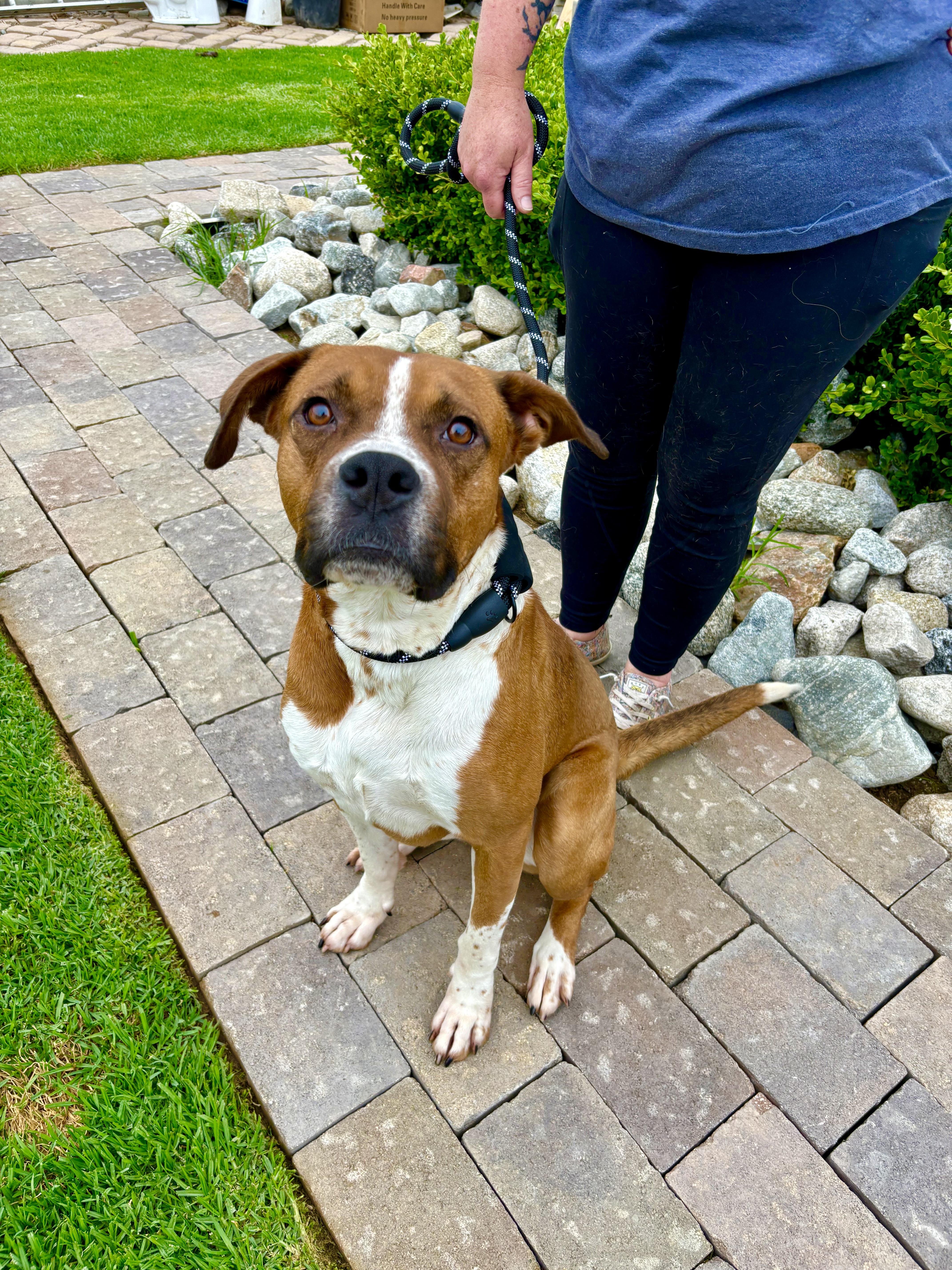 Enlarge Bruno, a ADOPTABLE mixed breed in Indianapolis, IN image 4/4