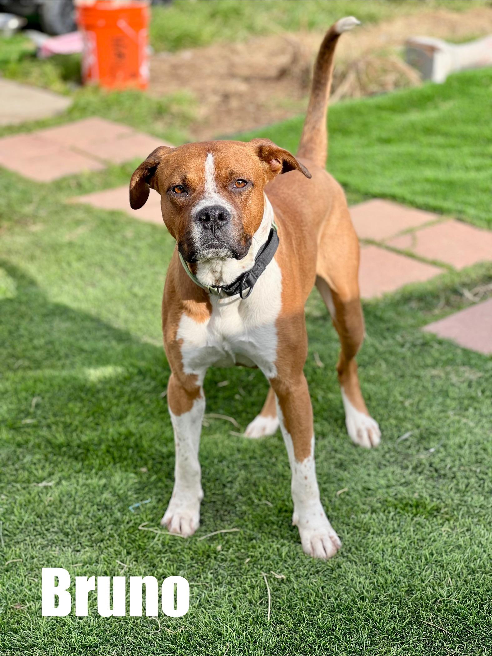 Bruno, ADOPTABLE, Adult Male Boxer & Pit Bull Terrier.