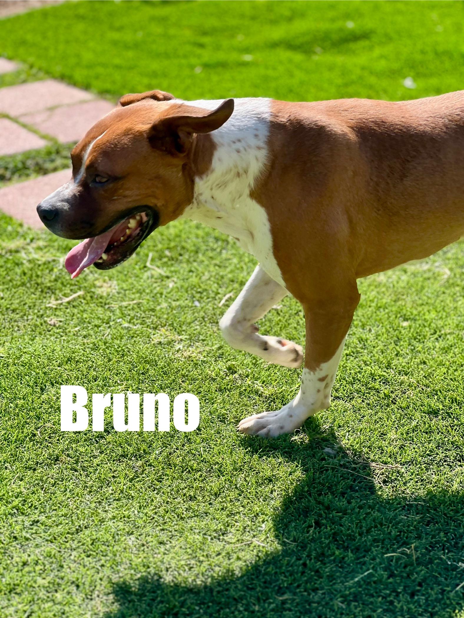 Enlarge Bruno, a ADOPTABLE mixed breed in Indianapolis, IN image 2/4