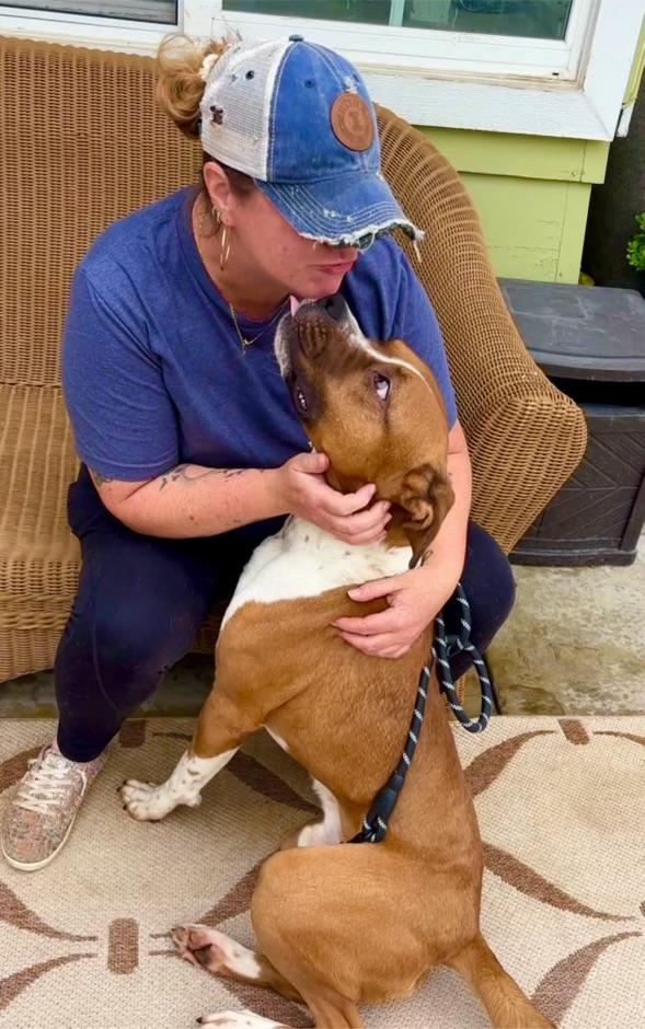 Enlarge Bruno, a ADOPTABLE mixed breed in Indianapolis, IN image 3/4
