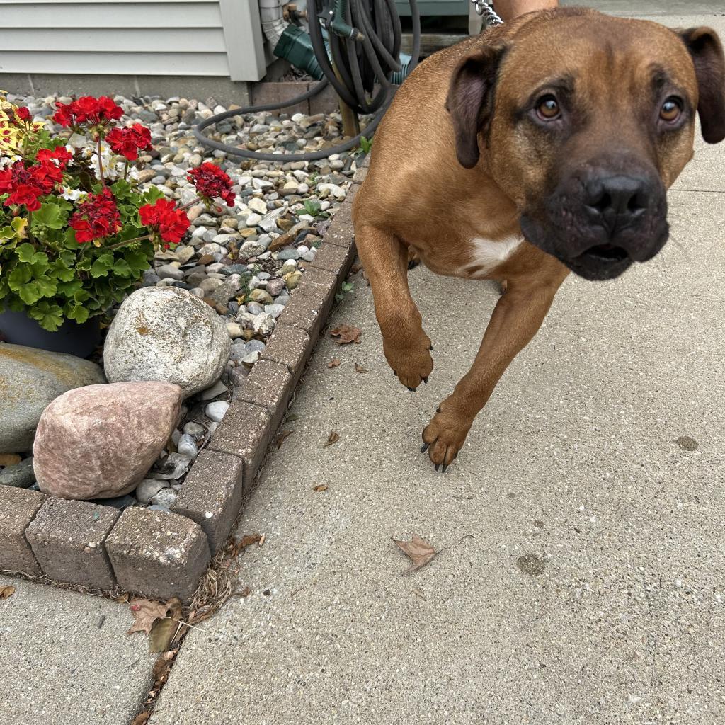 Enlarge Hoss, a Adoptable mixed breed in Bristol, IN image 1/5