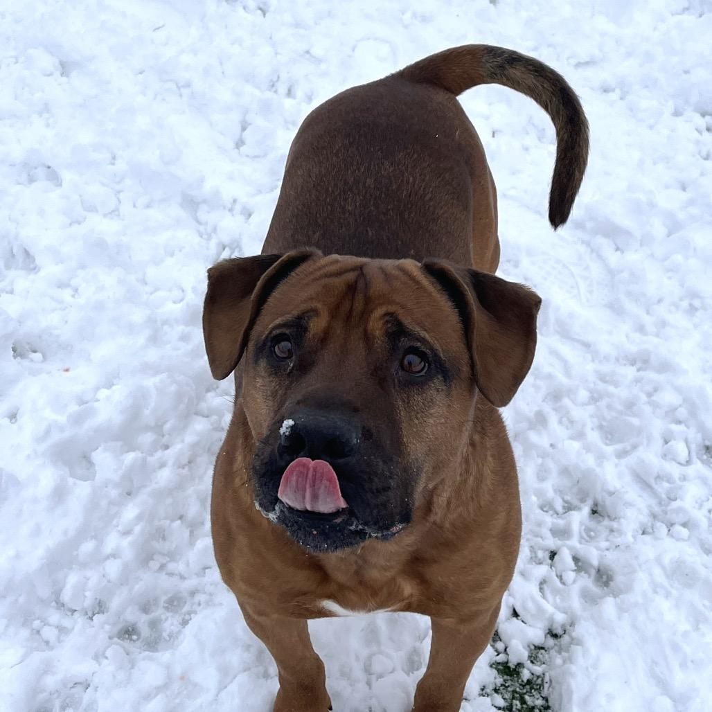 Enlarge Hoss, a Adoptable mixed breed in Bristol, IN image 2/5