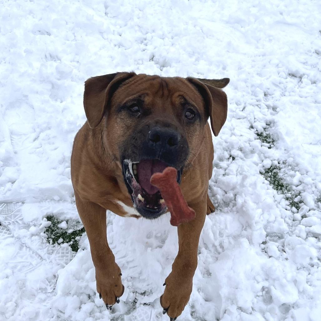 Enlarge Hoss, a Adoptable mixed breed in Bristol, IN image 4/5